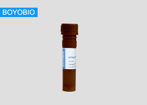 Alpha-synuclein (nitro-Tyr39) Rabbit pAb